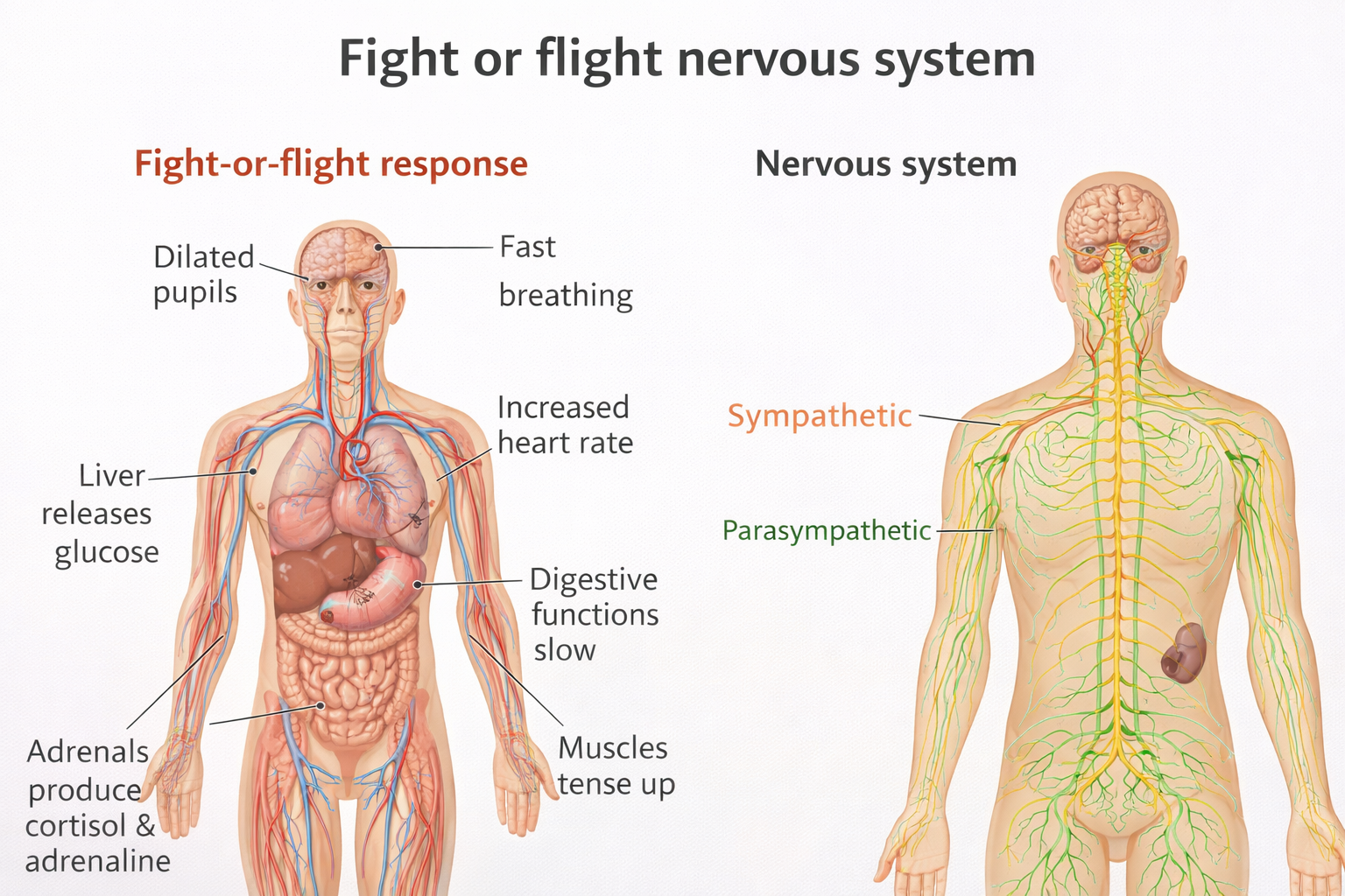 Why Reflexology Is So Powerful for Stress & Nervous System Reset